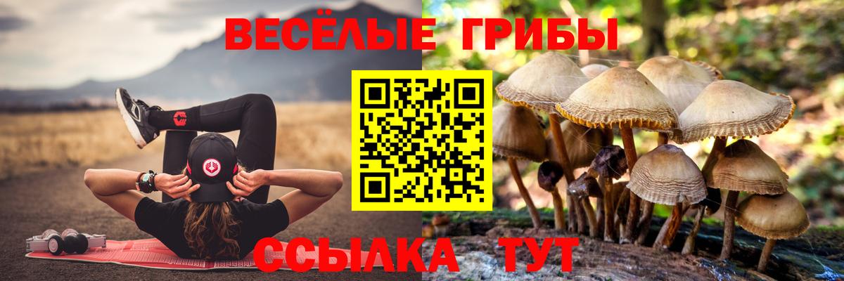 Кингисепп  Псилоцибиновые грибы Psilocybine cubensis  Вход с VPN 